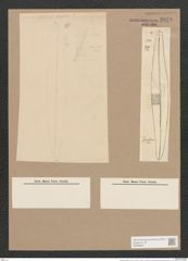 Pleurosigma rigidum W.Sm. (de-Toni-Nr.: Genus 13, Species 1013) Zeichnungen Sammlung Grunow Nr. 2078 (NHMW-BOT-W0368941)
